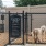 Dog Area